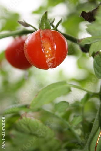 cherry tomato burst on a branch