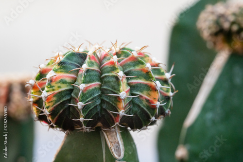 Close up colorful cactus plants in the pot.Gymnocalycuim and LB2178 type.Desert plant in the pots at the green house. photo