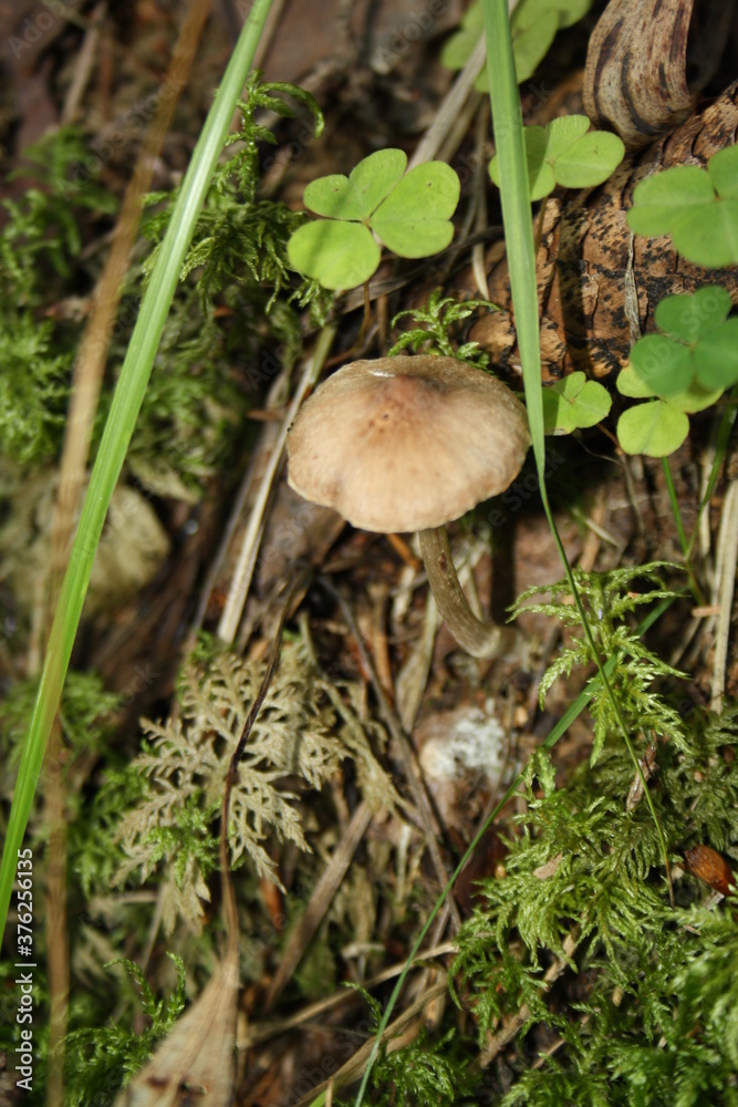 mushroom in the forest
