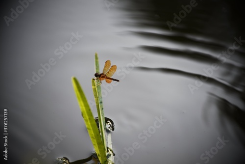 Принти на полотні Close Up Dragonfly with Bright Orange Wings and Dark Brown Body Perched on Green