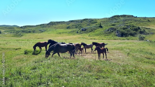 Herd of wild horses on a meadow © Kenox
