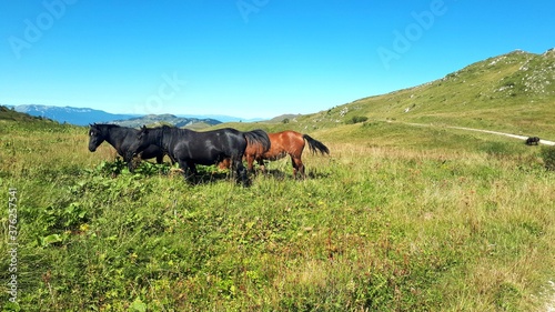 Wild horses grazing in a meadow © Kenox