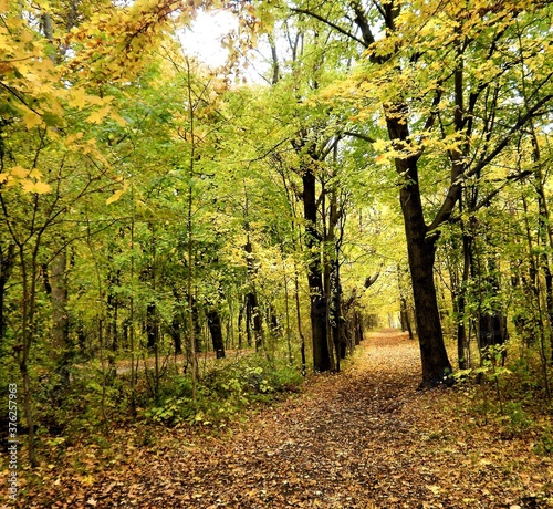Wege im Herbstwald