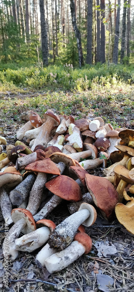 Pilze