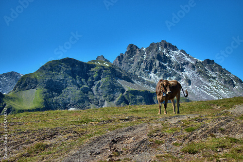 Kuh steht auf einer Weide auf dem Pizol in der Schweiz 7.8.2020