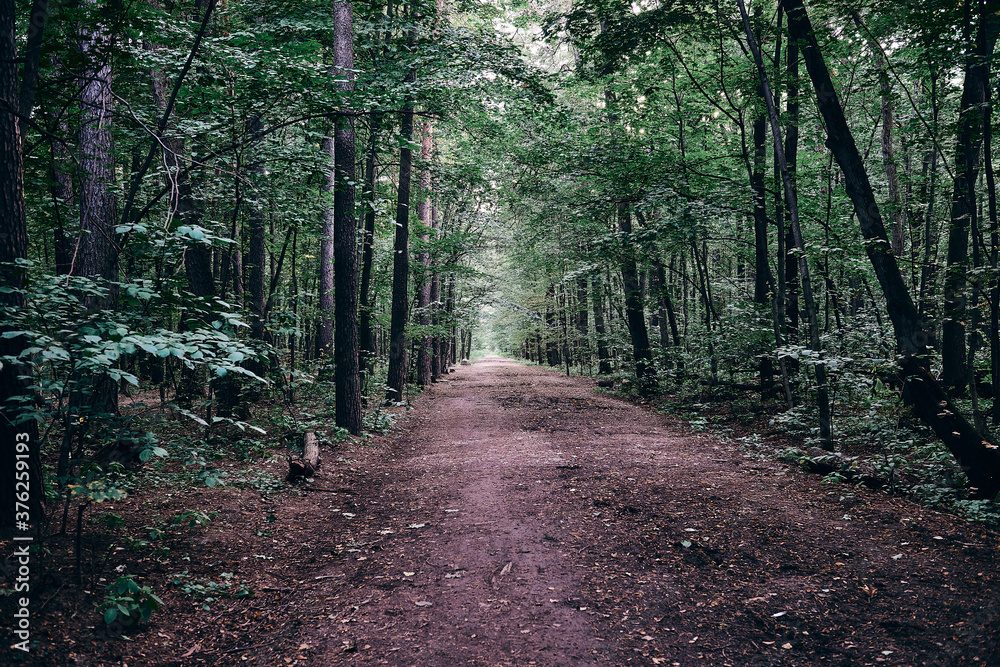 Fototapeta premium road in the forest, wide path