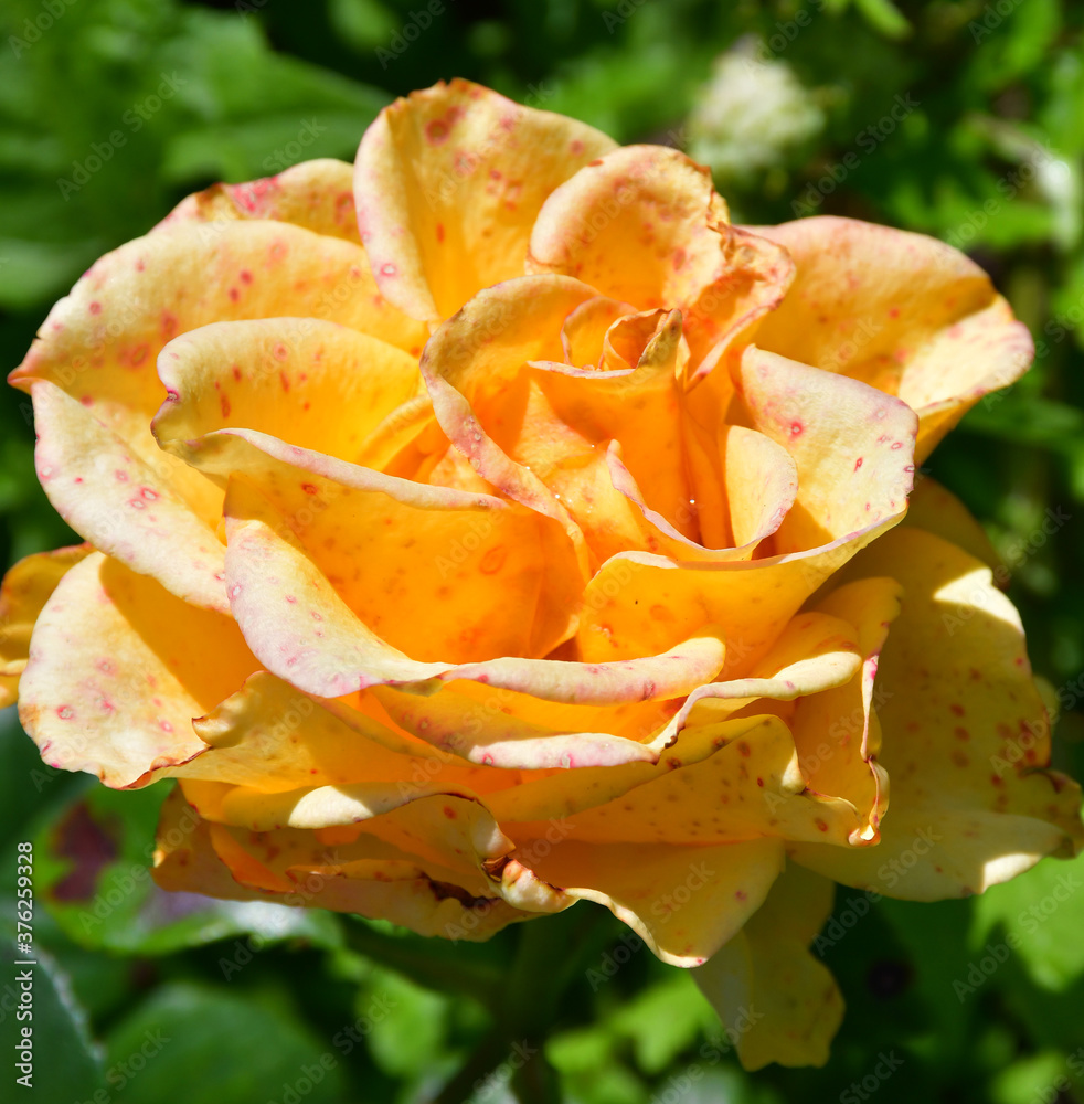 Yellow-orange rose flower affected by the disease close-up. Small pink-red spots on the flower petals. Fungal or viral disease of the rose. Yellow-orange rose flower affected by the disease close-up. Small pink-red spots on the flower petals. Fungal or viral disease of the rose.