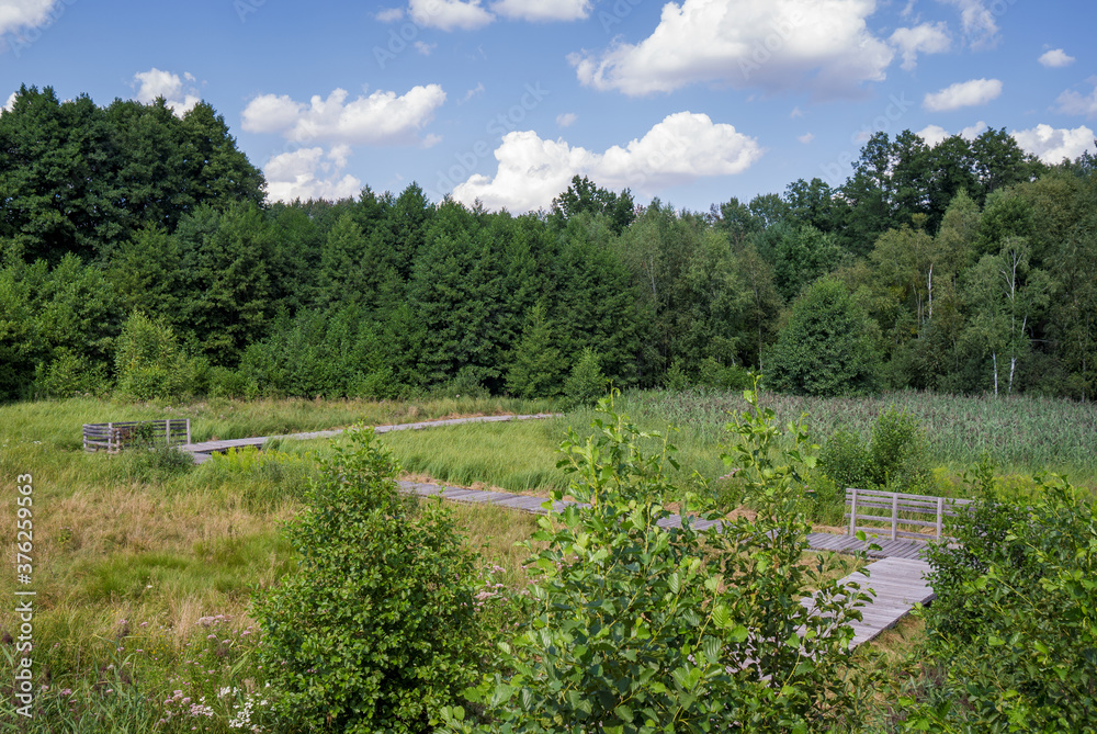Fototapeta premium Wooden winding pathway goes through marshland area (Olszowieckie Bloto) in Kampinos National Park, Poland, Europe.