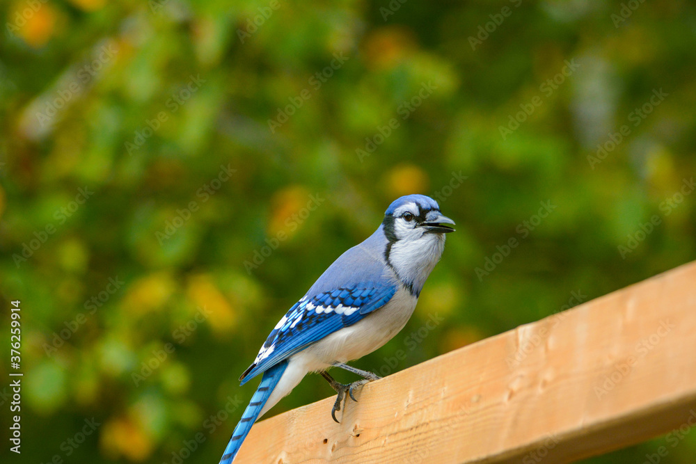 blue jay in the countryside in Quebec, Canada blue jay in the countryside in Quebec, Canada