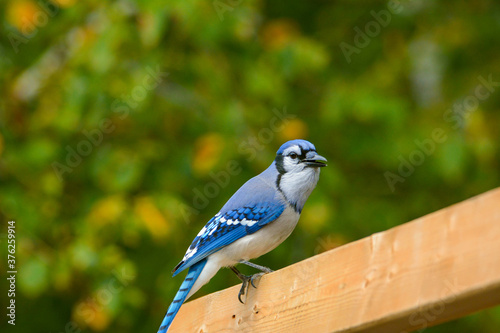 blue jay in the countryside in Quebec, Canada