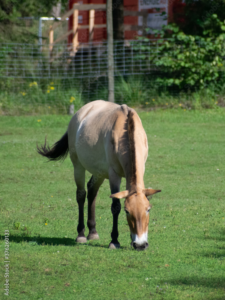 Fototapeta premium Przewalski-Pferd