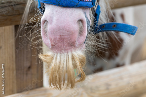Obraz na plátně A head shot of a Welsh Cob stallion looking over a fence.