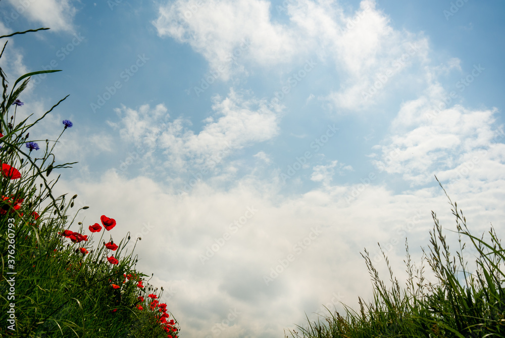 Cloudy sky texture background with grassy meadow and wild flowers frame. Meadow view from below.