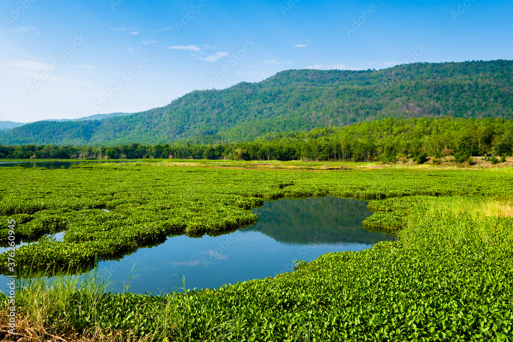 Countryside Reservoir Full of Water Hyacinth