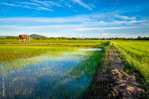 Rice Field and Pathway in Thailand countryside