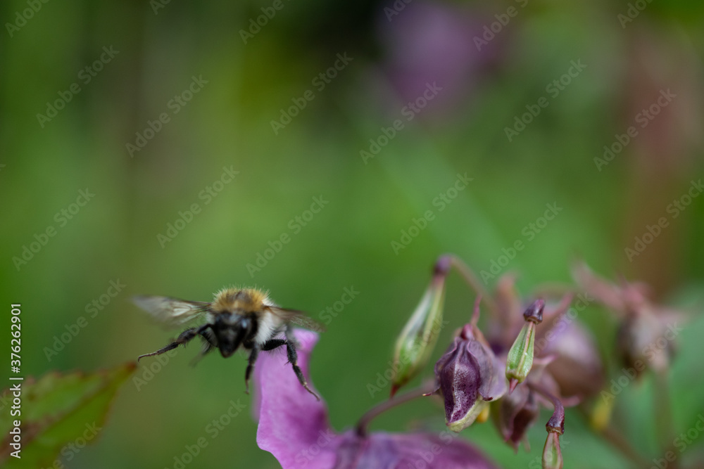 Eine Hummel bestäubt Springkraut Eine Hummel bestäubt Springkraut