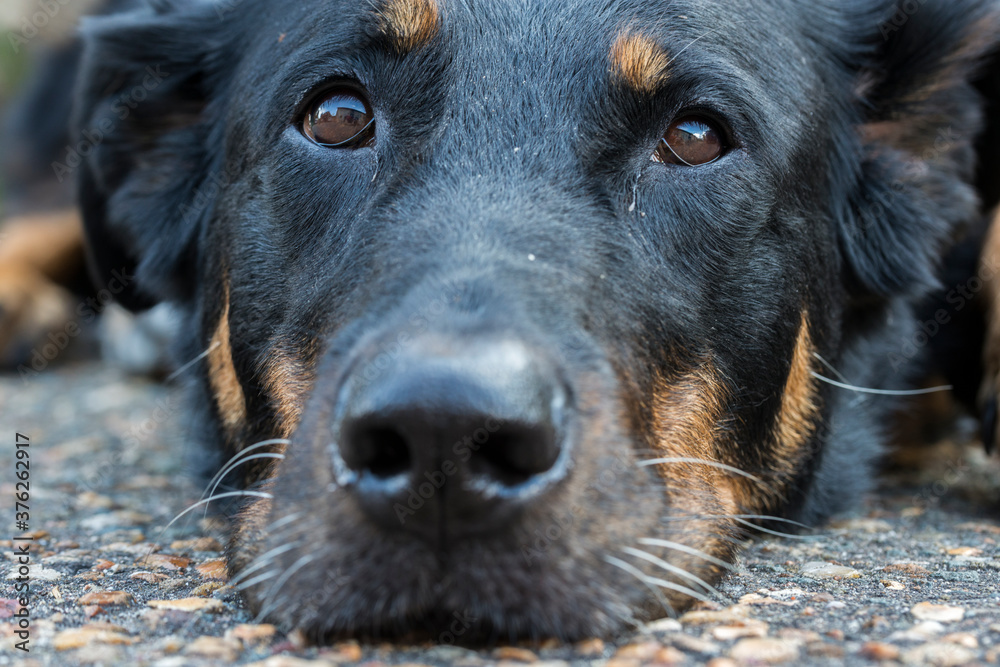 Fototapeta premium Portrait d'un chien berger