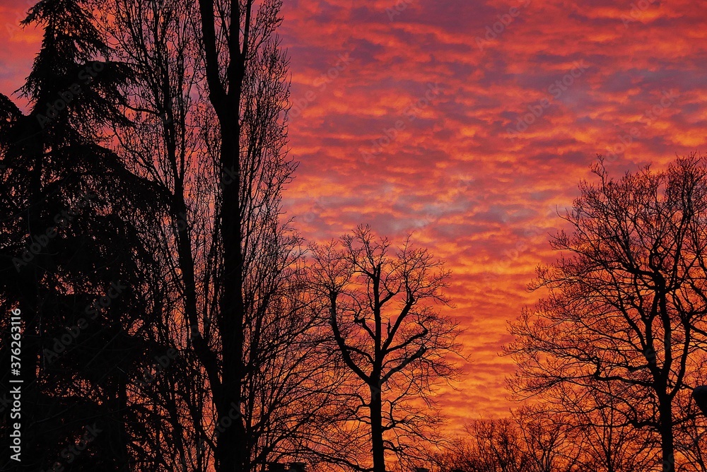 Obraz premium sunset in the forest