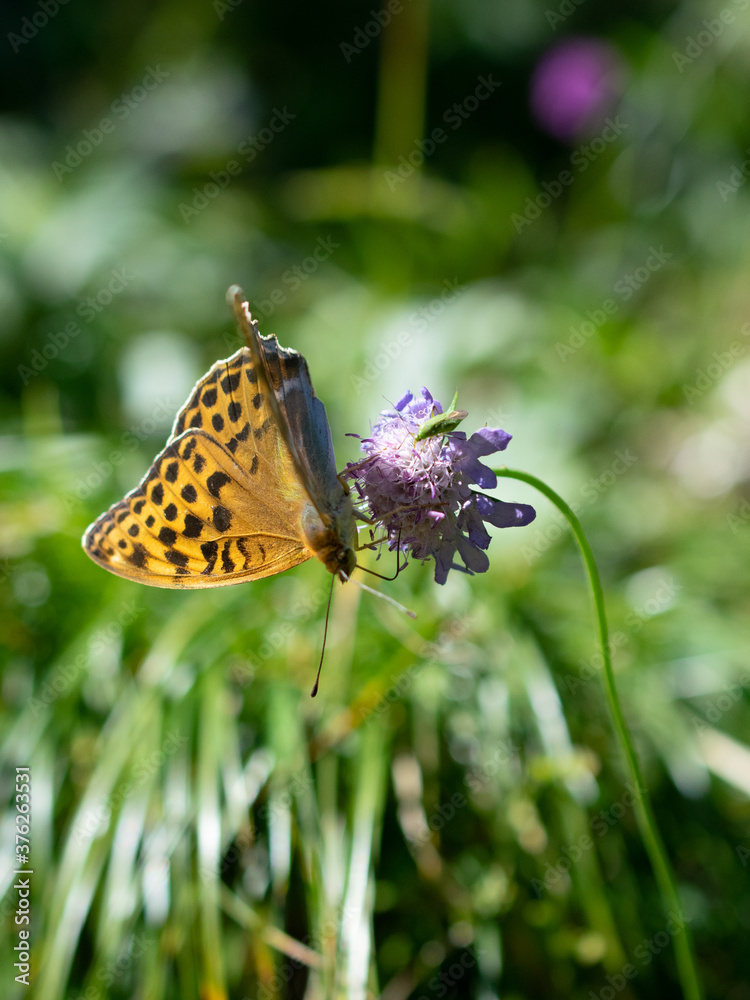 Obraz premium Kaisermantel