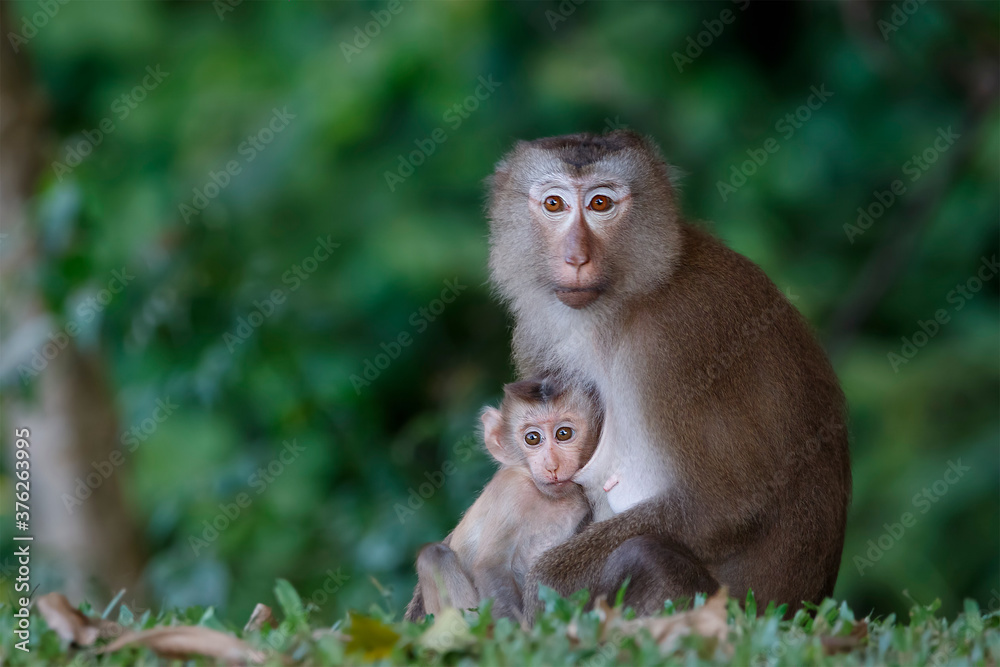 Mother and child of Southern pig-tailed macaque (Macaca nemestrina) in nature of tropical forest in Phuket Thailand. Baby monkey is in mother's arms. Mother and child of Southern pig-tailed macaque (Macaca nemestrina) in nature of tropical forest in Phuket Thailand. Baby monkey is in mother's arms.