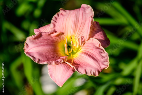 Vivid  Hemerocallis Pink Playmate Daylily, Lilium or Lily plant in a British cottage style garden in a sunny summer day, beautiful outdoor background photographed with soft focus.