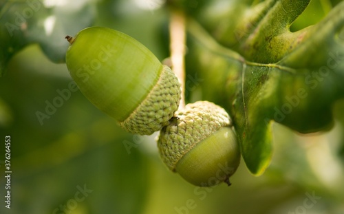 Green acorns on oak twig background.