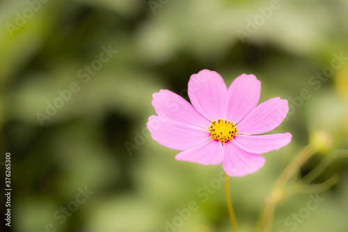 Pink Cosmos flower with a blurred green background. blooming in the field.  Cosmos Bipinnatus