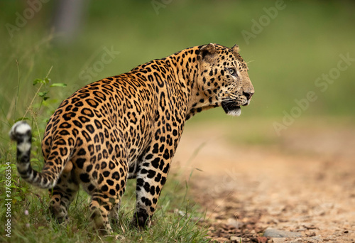 Leopard scent marking at Kabini Forest Reserve  India