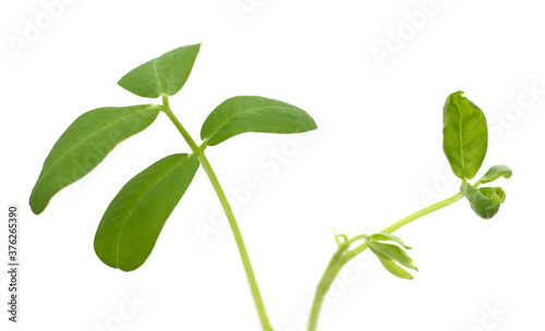 Green leaves of peanuts.