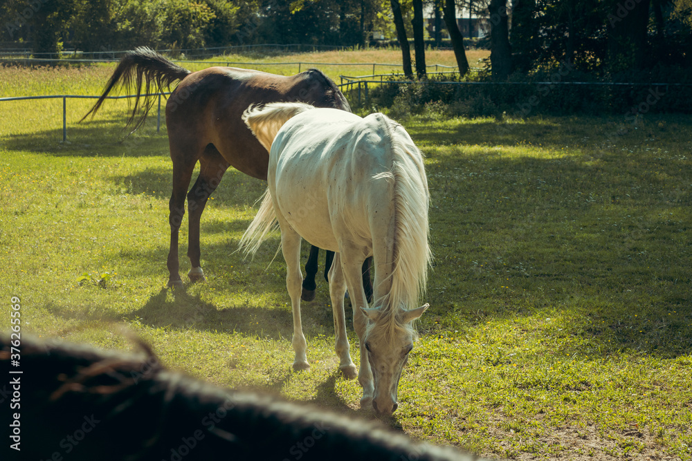 A pair of beautiful horses ath the stud in Janów Podlaski, Poland. A pair of beautiful horses ath the stud in Janów Podlaski, Poland.