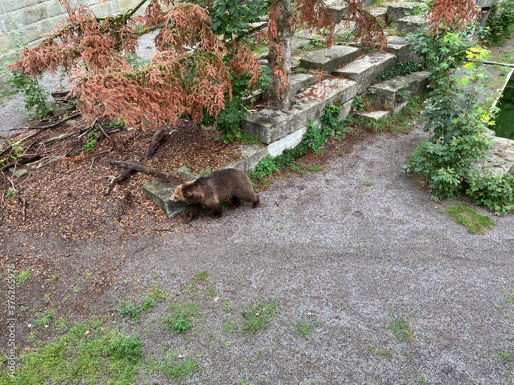 Naklejka premium squirrel on the grass