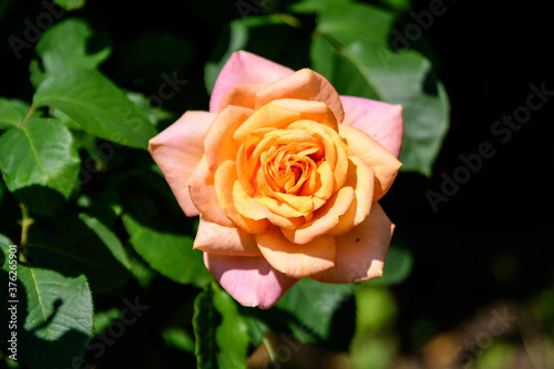 Close up of one large and delicate vivid yellow orange rose in full bloom in a summer garden  in direct sunlight  with blurred green leaves in the background.