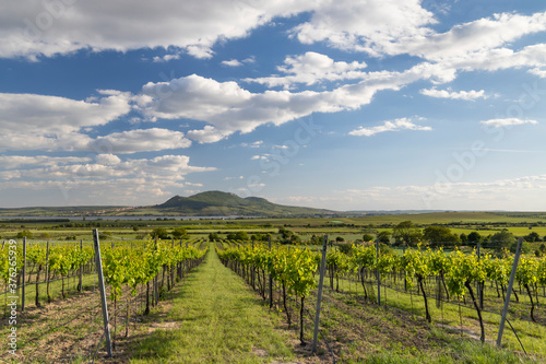 Spring vineyards under Palava near Sonberk  South Moravia  Czech Republic