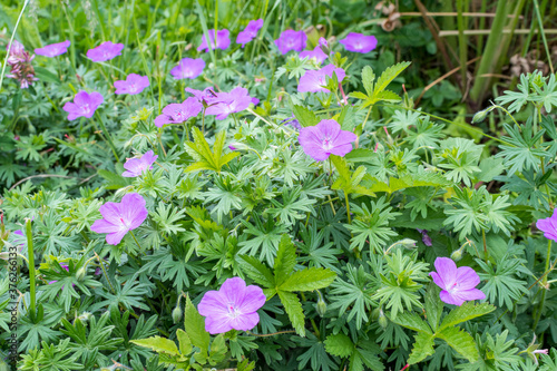 Many delicate light blue flowers of Geranium pratense wild plant, commonly known as .meadow crane's-bill or meadow geranium, in a garden in a sunny summer day, beautiful outdoor floral background