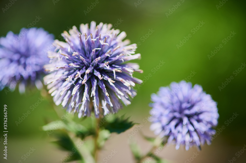 violet blossoms of a thistle plant against green blurred background violet blossoms of a thistle plant against green blurred background