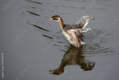 Juvenile Little grebe at Kabini Forest Reserve, India photo