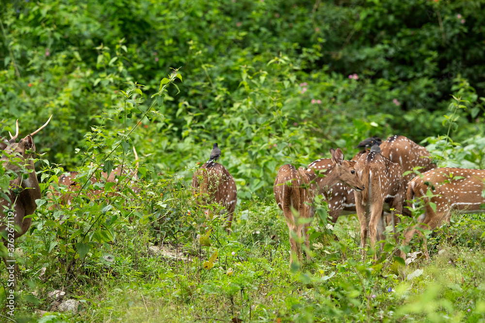 Obraz premium A herd of Cheetal deers at Kabini Forest Reserve, India