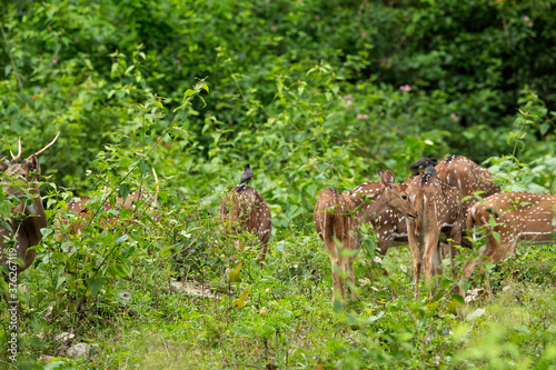 A herd of Cheetal deers at Kabini Forest Reserve, India © Dr Ajay Kumar Singh
