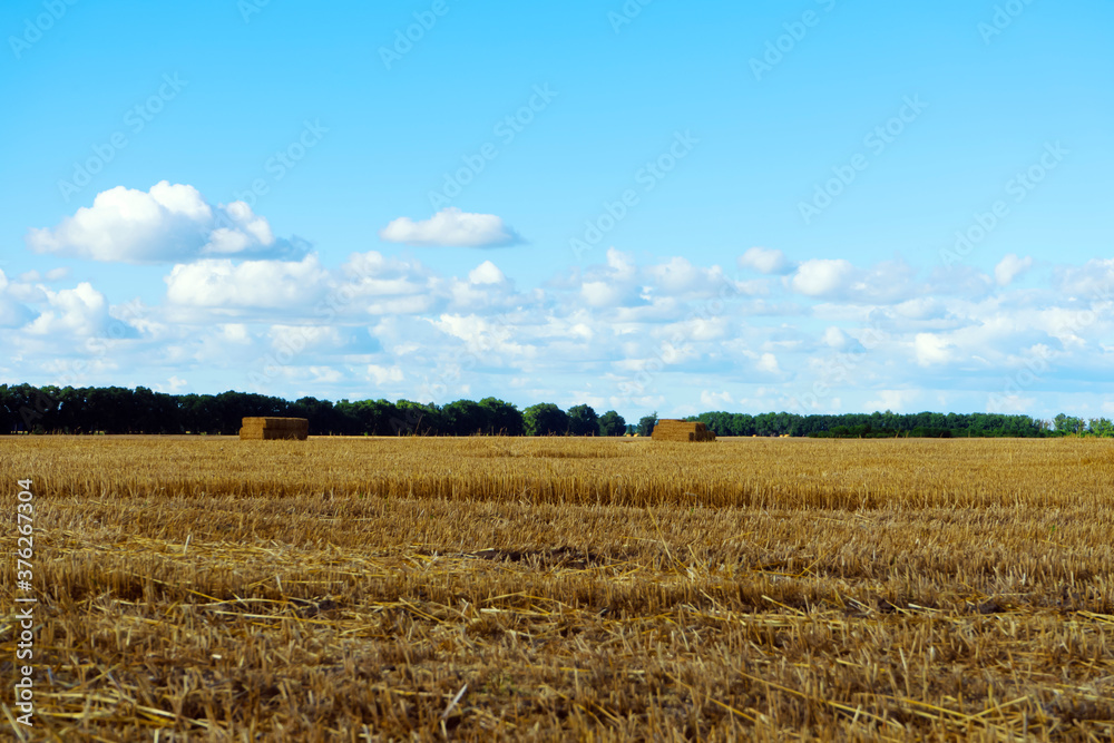 Hay bales on fields on blue sky background