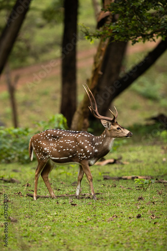 Cheetal deer at Kabini Forest Reserve  India