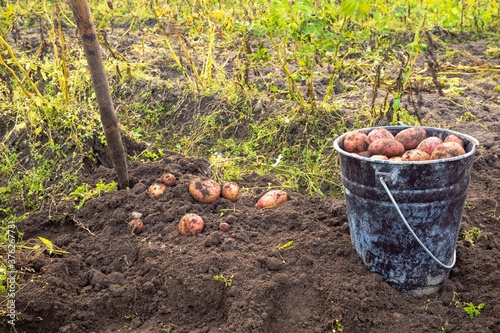 Bucket with potatoes, shovel and potatoes in bulk on the ground in the field. Harvesting concept