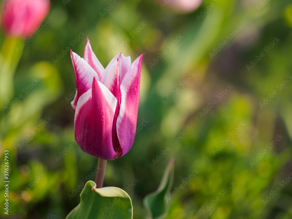 Tulipa Ballade - Lily-Flowered Tulip Tulipa Ballade - Lily-Flowered Tulip