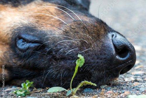 Animal de compagnie en train de dormir photo