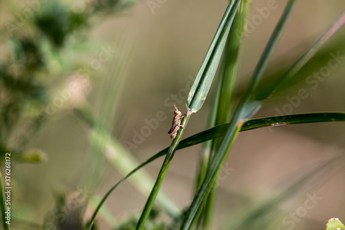 Baby grass hopper on a piece of grass