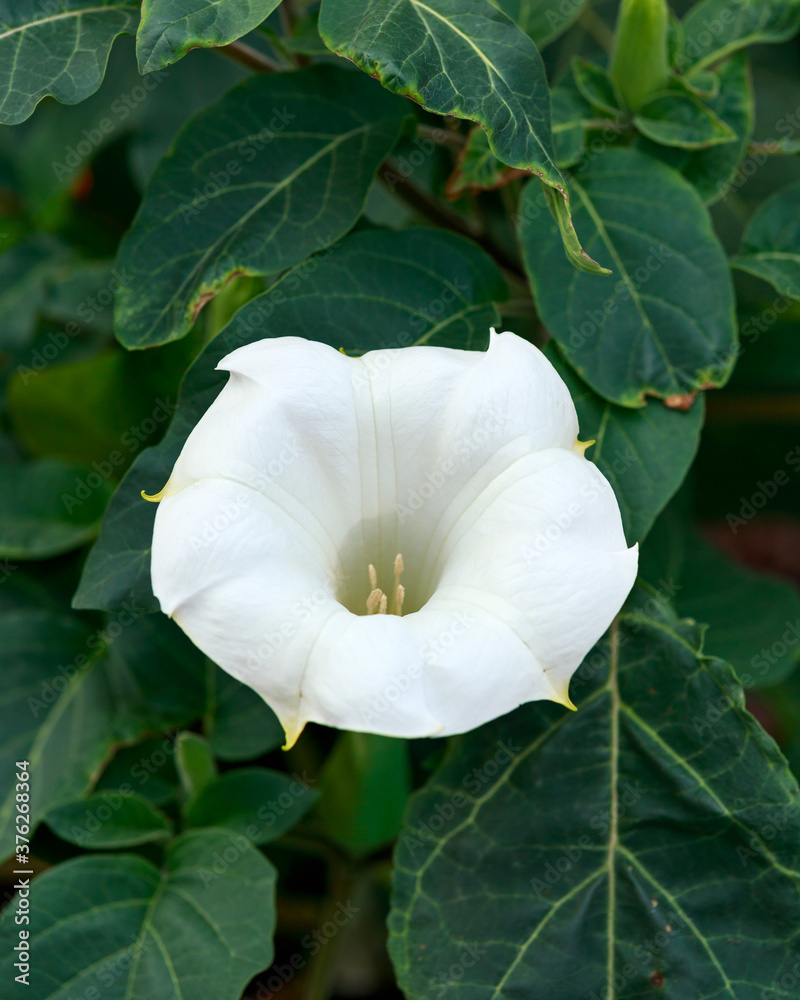 Brugmansia Datura Angel's Trumpet flower in summer garden Brugmansia Datura Angel's Trumpet flower in summer garden