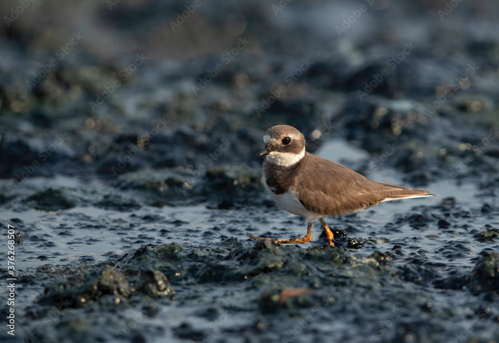Little ringed plover at Tubli bay, Bahrain Little ringed plover at Tubli bay, Bahrain