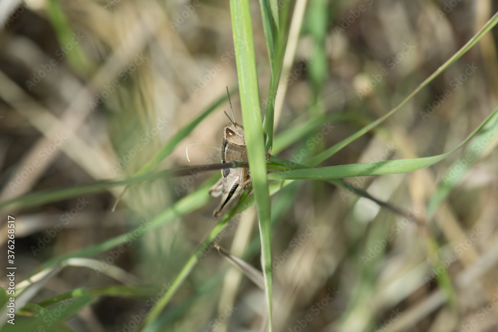 Brown grasshopper on a green blade of grass Brown grasshopper on a green blade of grass