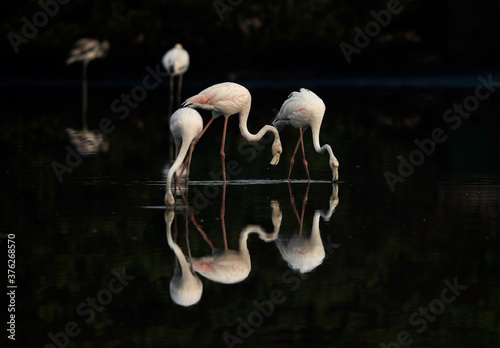 Greater Flamingos and reflection on water at Tubli bay, Bahrain