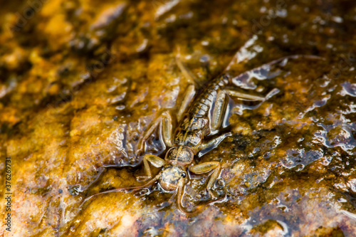 Macro shot of Golden Stone fly nymph on a wet rock in Montana 