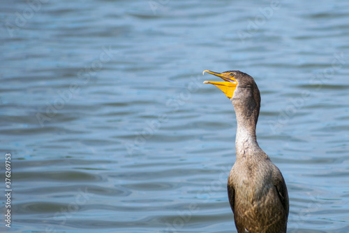 Juvenile double-crested Cormorant looking up towards the sun with it's beak open.  Close up view of young Cormorant before beak color change.  Blue water ripples in the background.